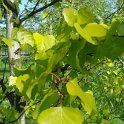 Betula pendula 'Golden Cloud' feuille